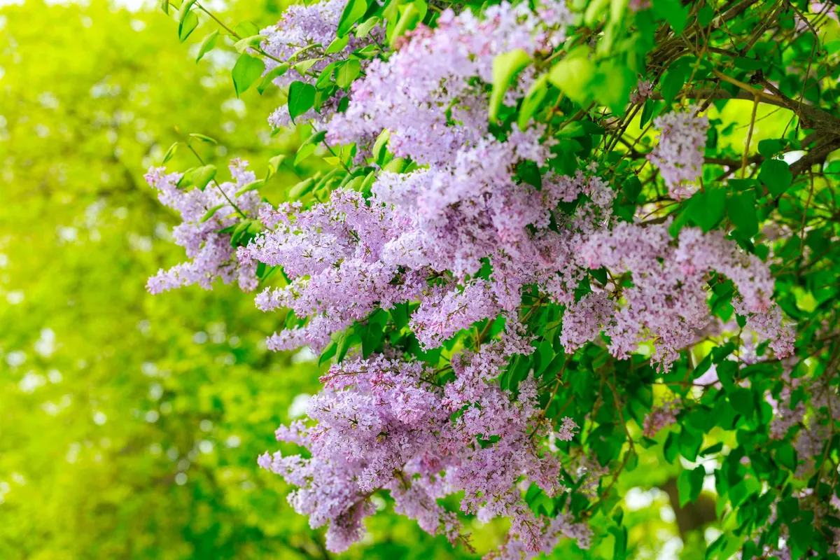 美しく咲き誇るライラックの花