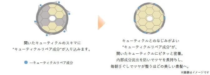 キューティクルの隙間を補修するメカニズムの図解