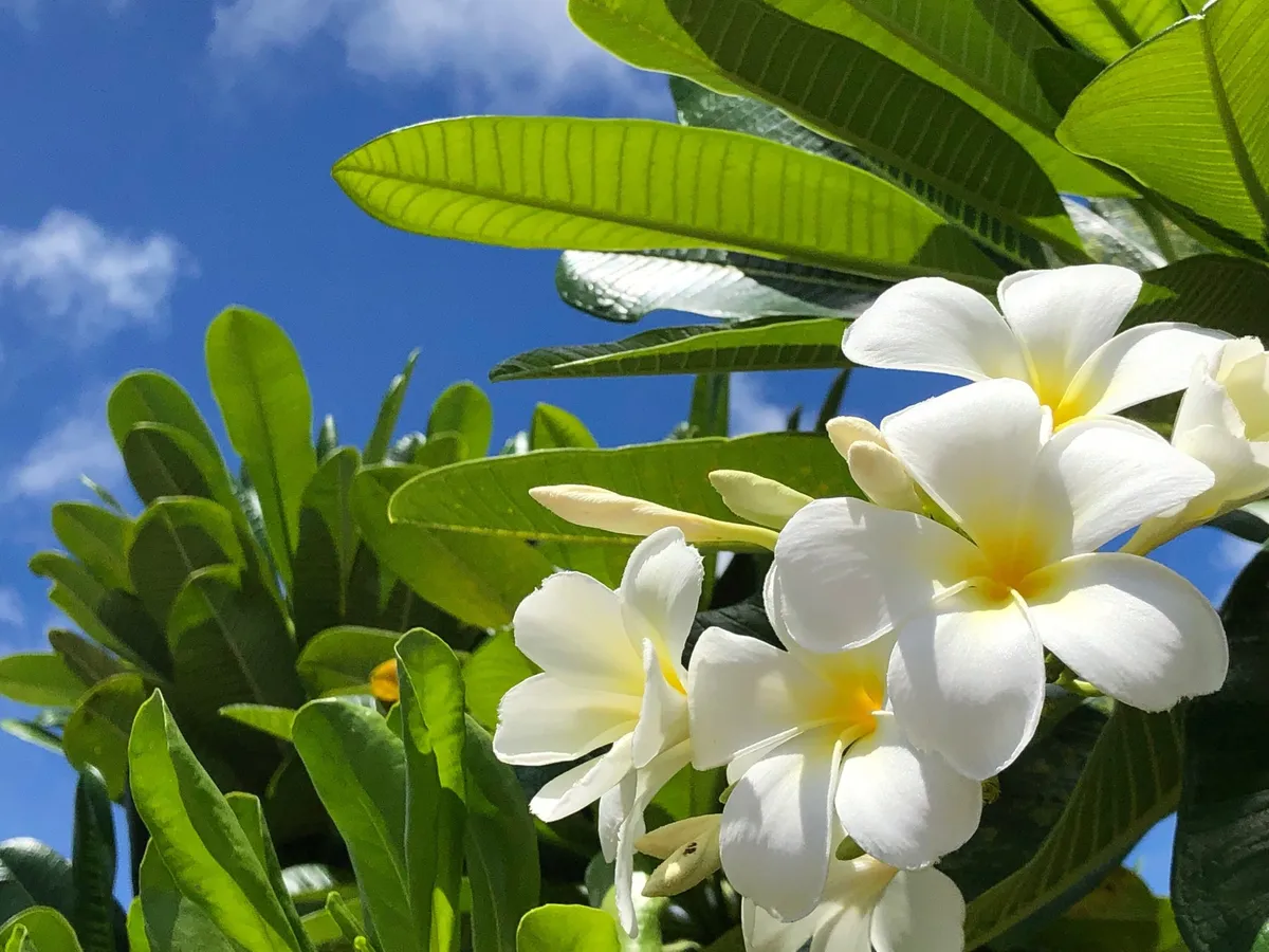 鮮やかに咲くプルメリアの花