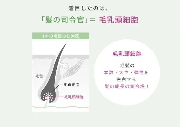 髪の成長を左右する毛乳頭細胞の仕組み