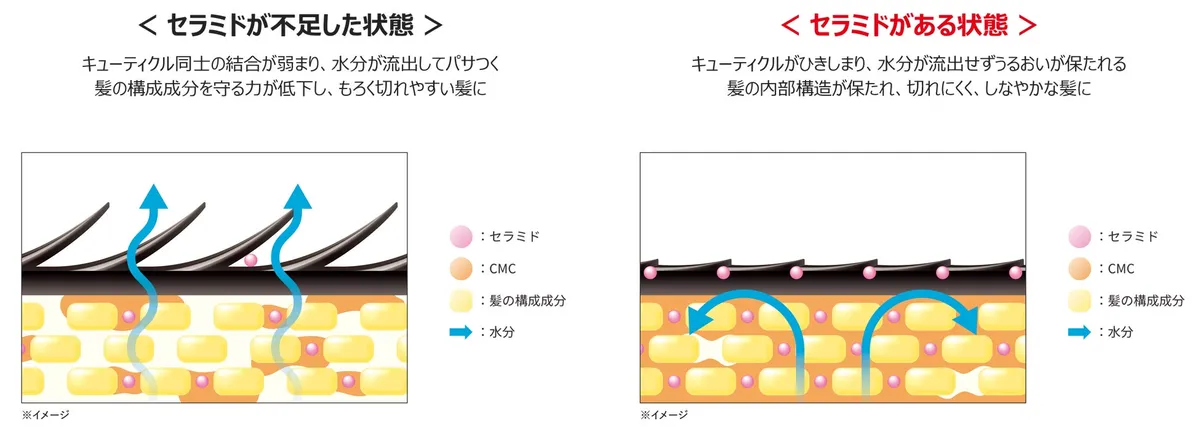 セラミドが不足した状態とある状態の比較図