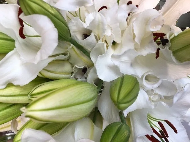 香りのイメージとなる美しい百合の花