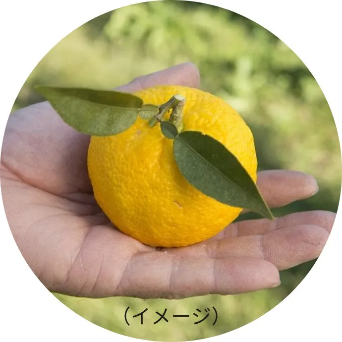 手のひらに乗った新鮮なゆずの実